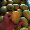 Perakka (Priyoor) Mango (2 Kg) - Free Delivery